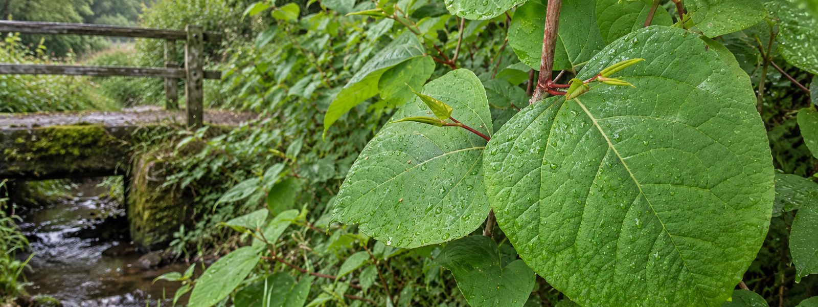 Giant Knotweed Removal in the South West